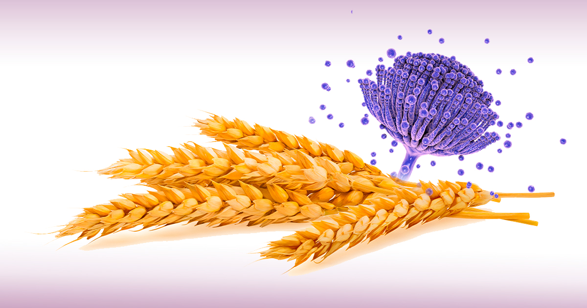 Which Are The Main Mycotoxins That Can Be Found In Wheat MycotoxinSite