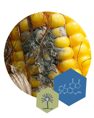 Aflatoxins