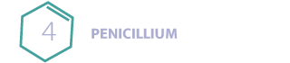 Penicillium