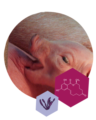 Swine Mycotoxinas