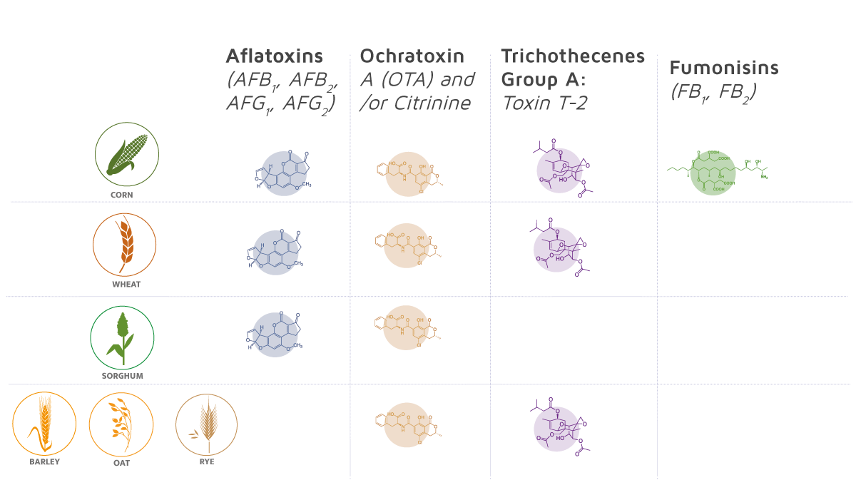 Raw Material Mycotoxins