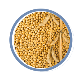 Soybean