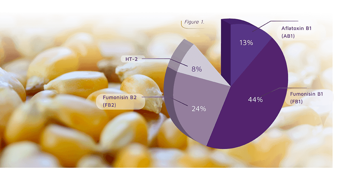 Balkan Survey