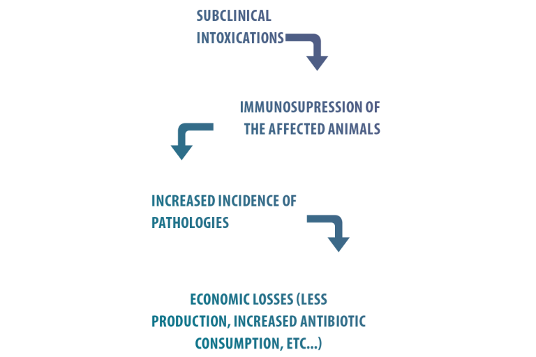 The Effects Of Mycotoxins On Swine Health : MycotoxinSite