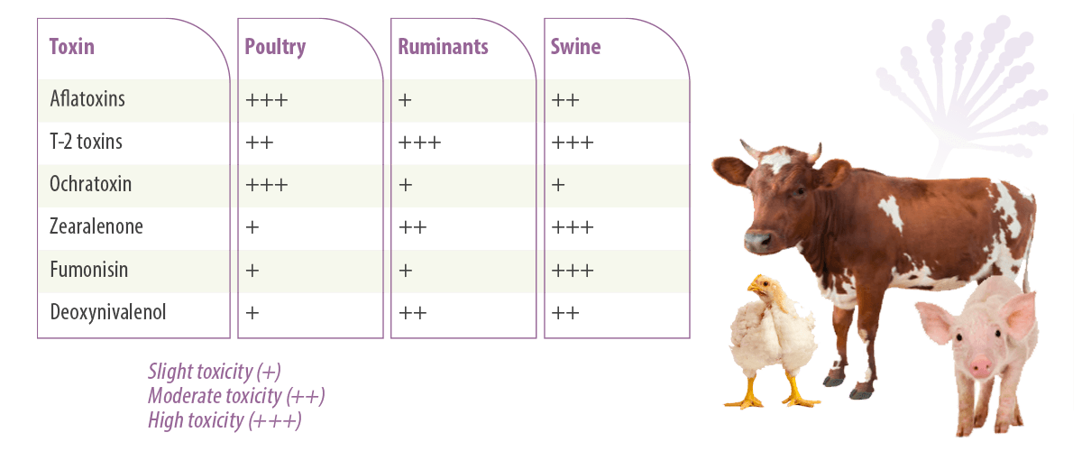 Effects Of The Main Mycotoxins On Poultry Production Parameters ...