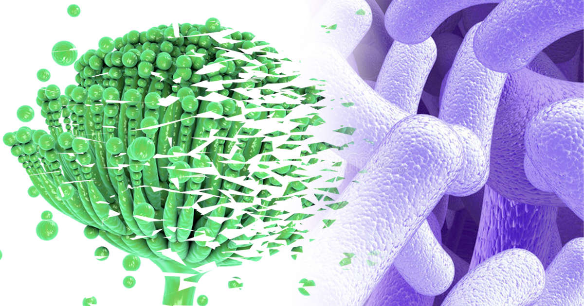 Degradation Of Mycotoxins Using Bacillus Sp. : MycotoxinSite