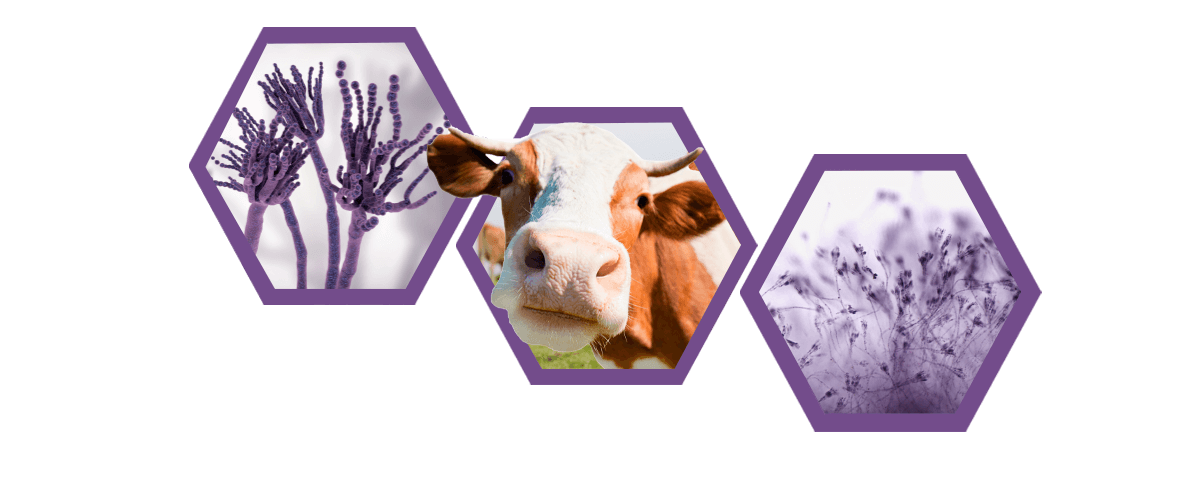 Micotoxinas