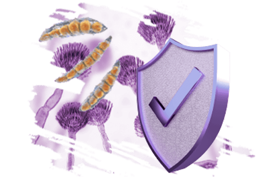 Micotoxinas