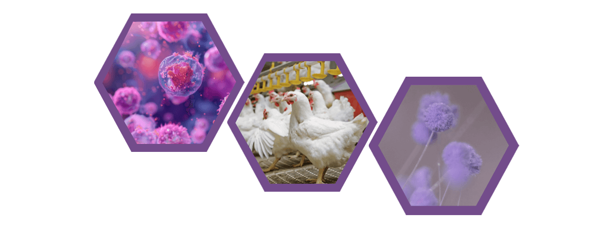 Micotoxinas