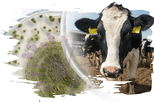 Micotoxinas